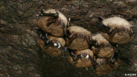 Hibernating little brown bats affected by white-nose syndrome (Image: Alan Hicks)