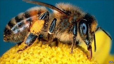 Bee on a flower (Image: SPL)