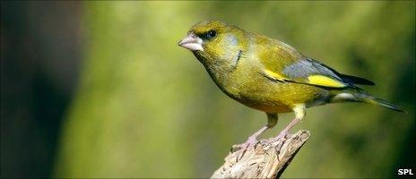 Greenfinch (Image: Science Photo Library)