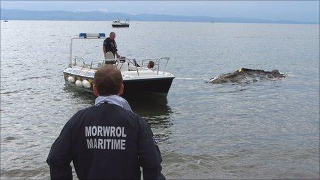 The whale is towed away from the beach