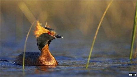 Slavonian grebe. Image: RSPB