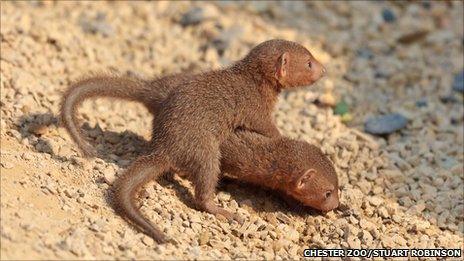 Dwarf Mongoose pups