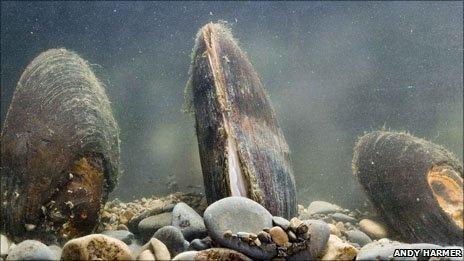 Freshwater pearl mussels (Pic: Andy Harmer)