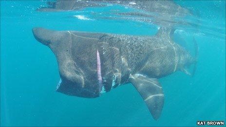 Basking shark off the Isles of Scilly