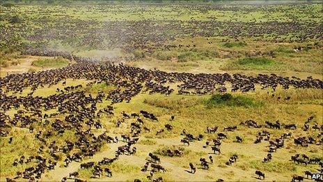 Archive photo of wildlife roaming in the Serengeti National Park - photo from the Wildlife Conservation Society