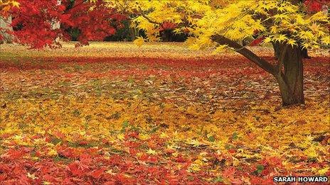 Library picture of a carpet of leaves at Westonbirt (Image: Sarah Howard)
