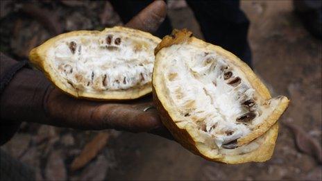 Seydou Sorogo shows a diseased cocoa pod at his farm near Bouafle