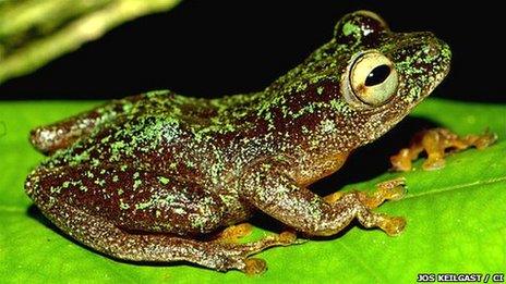 Omaniundu reed frog