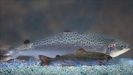 A GM salmon and an untreated salmon at the same age