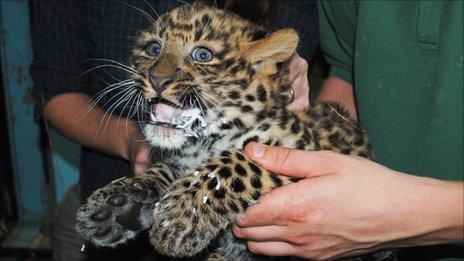 One of the North Chinese leopard cubs at Howletts Wild Animal Park (Photo by Mark Hawkes)