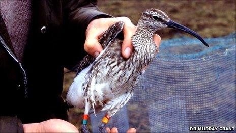 Whimbrel in 1980s [Pic: Dr Murray Grant]