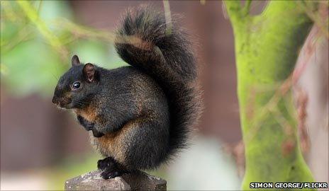 Black squirrel in garden in Bedfordshire