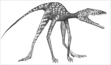 Prorotodactylus