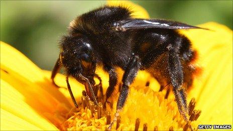 A bee pollinating a flower