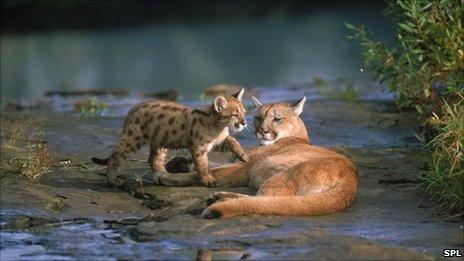 Puma and her cub