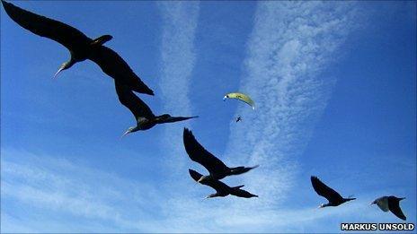 Northern bald ibis with microlight (Team Waldrapp)