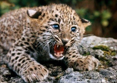 Young leopard