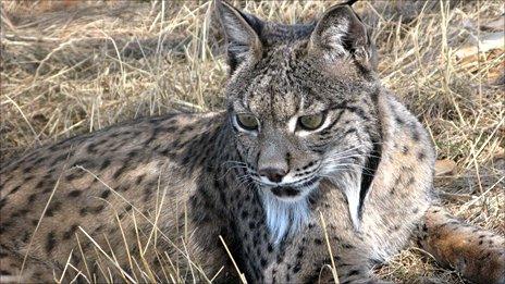 Iberian lynx