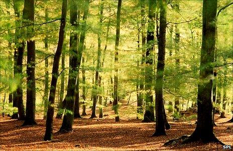 A forest