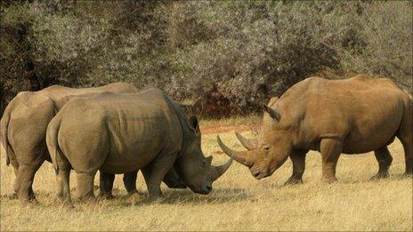 Three white rhinos