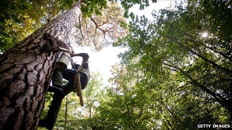 A man tending wild bees