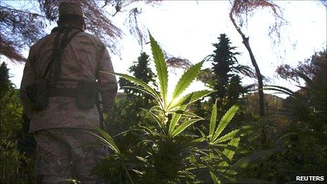 A soldier stands among marijuana plants in Valle de Trinidad, Mexico