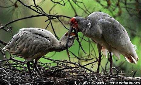 Asian crested ibis (Mike Endres / Little Wing)