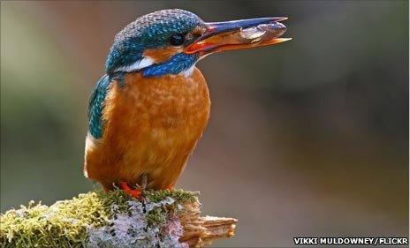 Female kingfisher with fish in her mouth (by Vikki Muldowney, from 91ȱ Autumnwatch Flickr group)