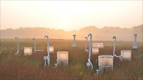 Salt marsh