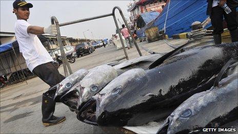 A worker unloads a fresh catch of tuna for export to the US and Japan at Muara Baru, Jakarta's fish port on May 26, 2010.