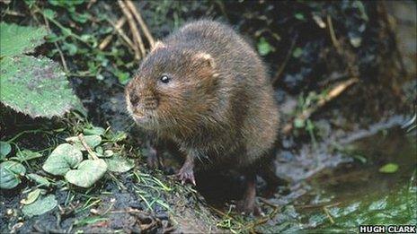 A water vole