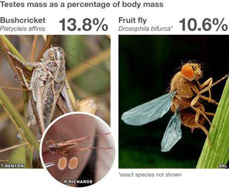 Comparison of testes mass as percentage of body mass - bushcricket v fruit fly