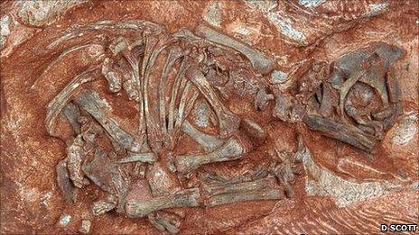 Embryos of Massospondylus