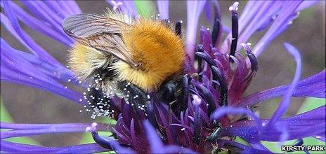 Common carder bumblebee (Image: Kirsty Park)