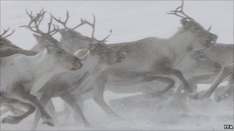 Herd of reindeer (Image: European Environment Agency)