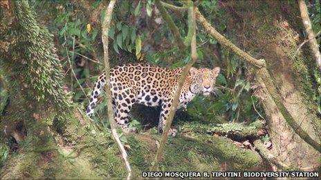 Jaguar in Yasuni National Park