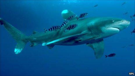 Oceanic white tip