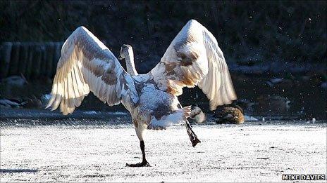 Skater's waltz - this wintry scene from the Gnoll estate in Neath Photo: Mike Davies