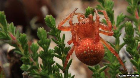 Strawberry spider