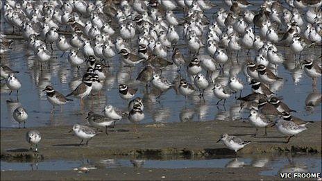 Guernsey wading birds