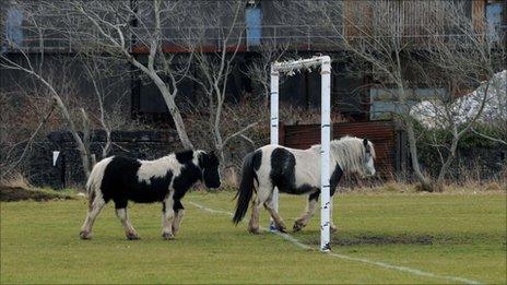 Two of the stray horses at Crown Park in Llanelli