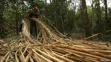 Deforestation in Indonesia