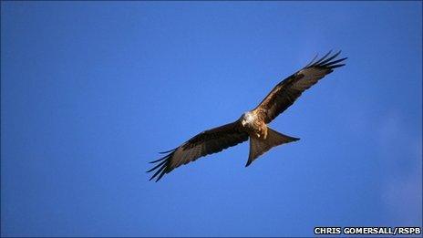 Red kite, in flight against sky