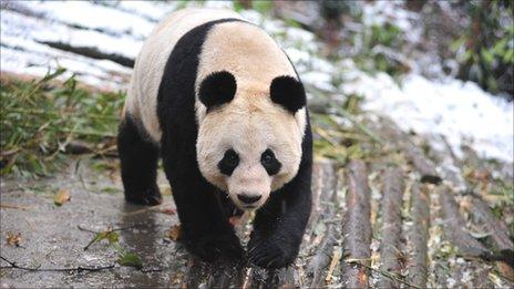 Tian Tian