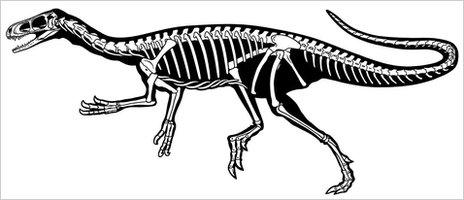 The silhouette of the skeleton of the Eodromaeus dinosaur