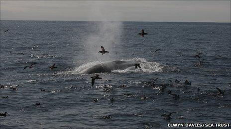 Fin Whale seen from aboard the Fishguard-Rosslare ferry