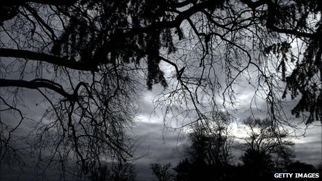 Forest at dusk