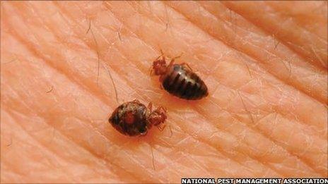 Bedbugs (file photo)