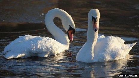 Pair of swans