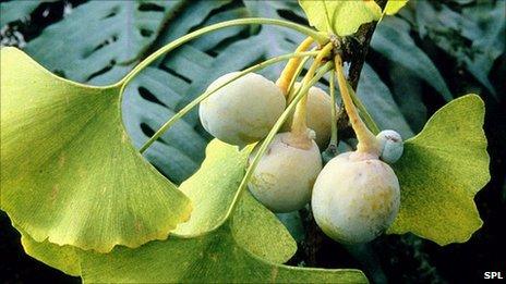 Ginkgo leaves